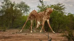 Animal Fight Club Ennemi intérieur