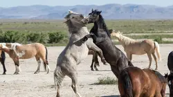 Animal Fight Club Ennemi intérieur