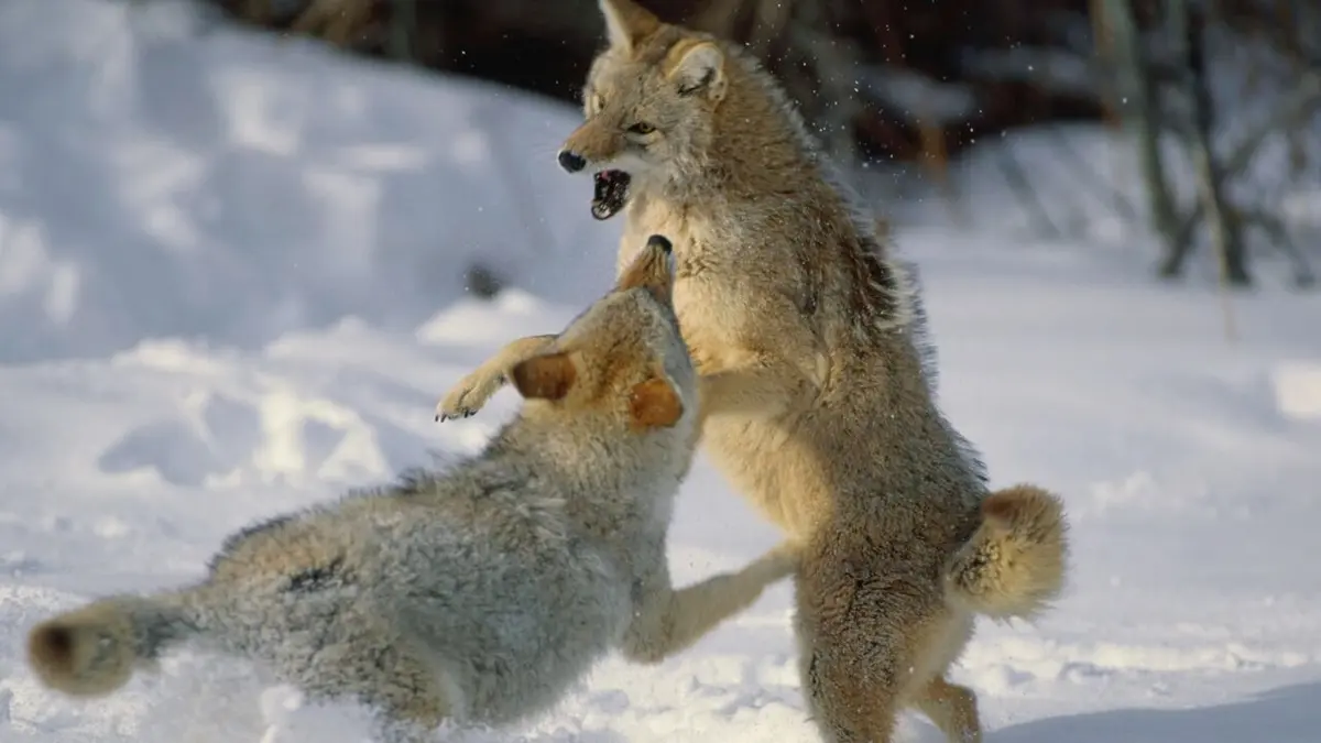 Animal Fight Club