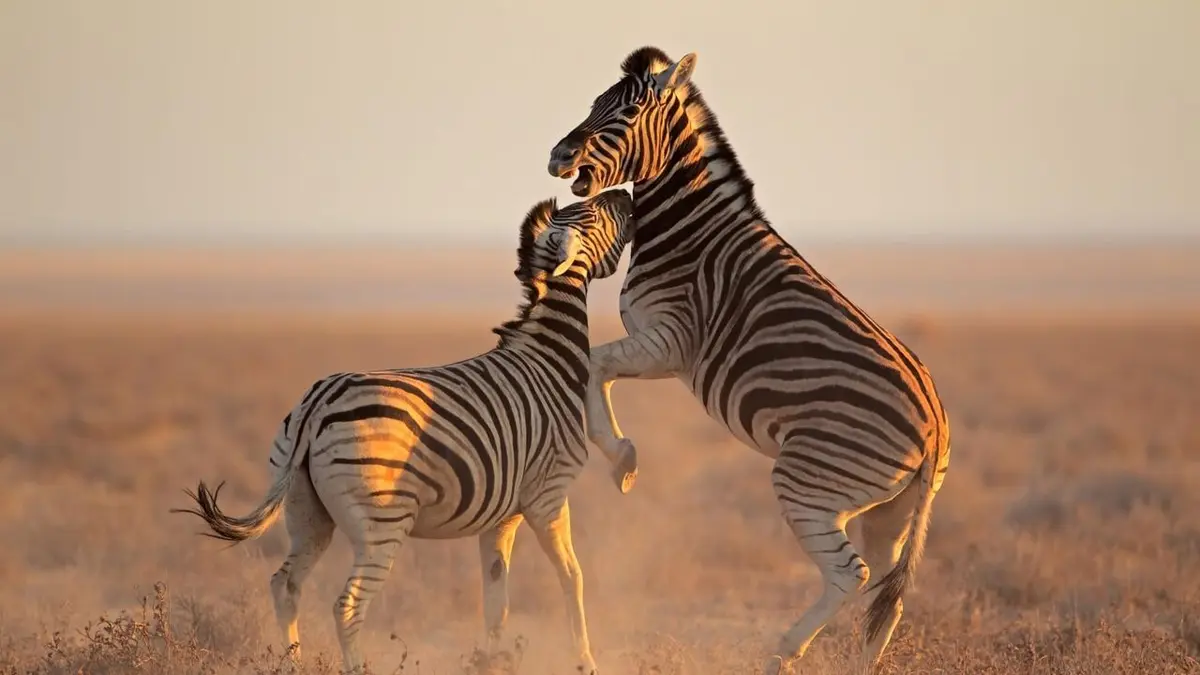Animal Fight Club Défier la mort