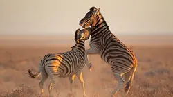 Animal Fight Club Défier la mort