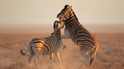 Casting Animal Fight Club Défier la mort