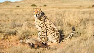 Assassins gigantesques