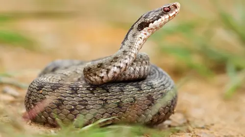 Animal Fight Club Mange, tue, chasse en streaming