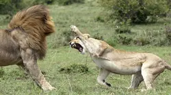 Animal Fight Club