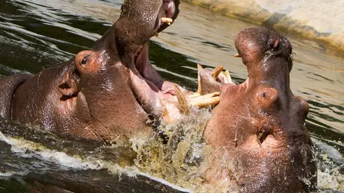 Animal Fight Club Conflit familial