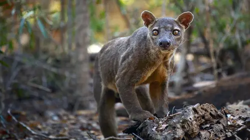 Animal Fight Club Puissance de feu