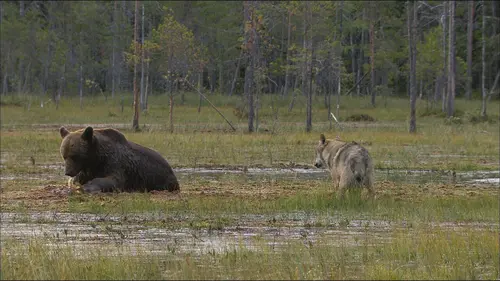 Animal Fight Club en streaming