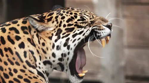 Animal Fight Club Victoire insoupçonnée en streaming