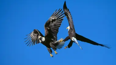 L'union fait la force