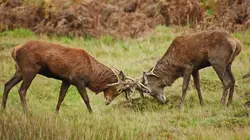 Animal Fight Club  Essayer ou mourir