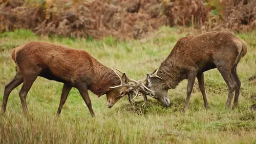 Animal Fight Club Essayer ou mourir en streaming