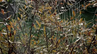 Mégalopoles animales