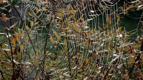 Animal Homes E03 Mégalopoles animales