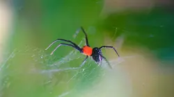 Animal Impossible S01E05 Les araignées