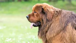 Animal Impossible S01E07 Les chiens