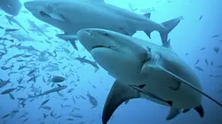 Animal Impossible  S01E03 Les requins