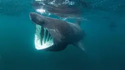 Animal Impossible  S01E03 Les requins