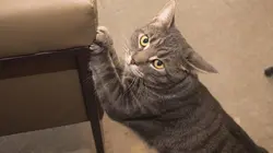 Animal Impossible S01E01 Les chats