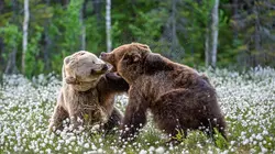 Animal Impossible S01E04 Les ours