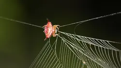 Animal Impossible S01E05 Les araignées