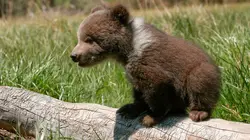 Animal Impossible S01E04 Les ours