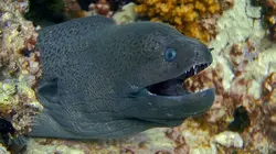 Animal Impossible S01E10 Les anguilles