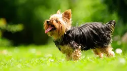 Animal Impossible S01E07 Les chiens