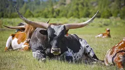 Animal Impossible S01E06 Les taureaux