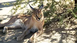 Animal Impossible S01E01 Les chats