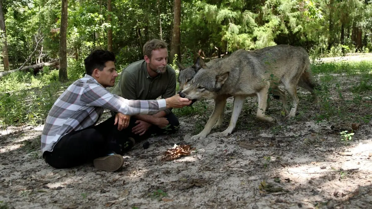 Animal Impossible S01E09 Les piranhas