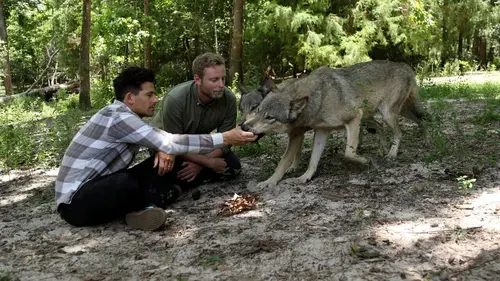 Casting Animal Impossible S01E09 Les piranhas