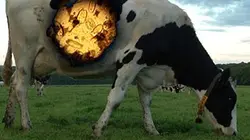 Visuel de Animal machine