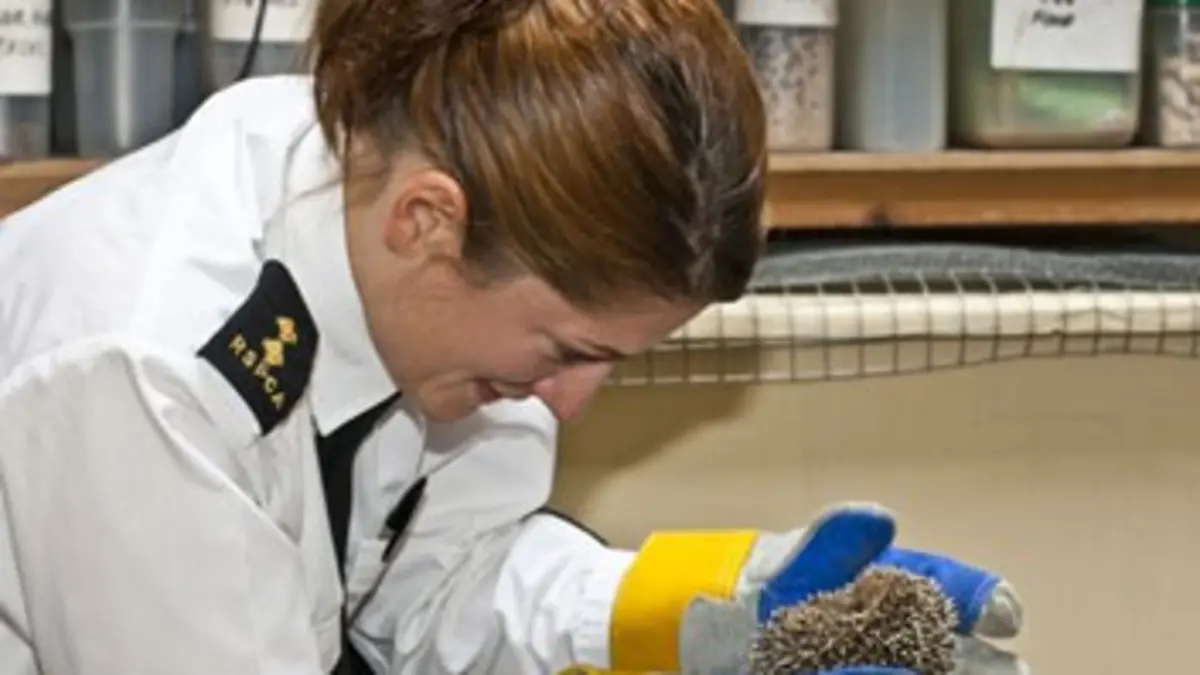 Animal Squad E20 Attaque de moutons