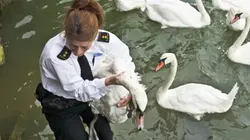 Visuel de Animal Squad