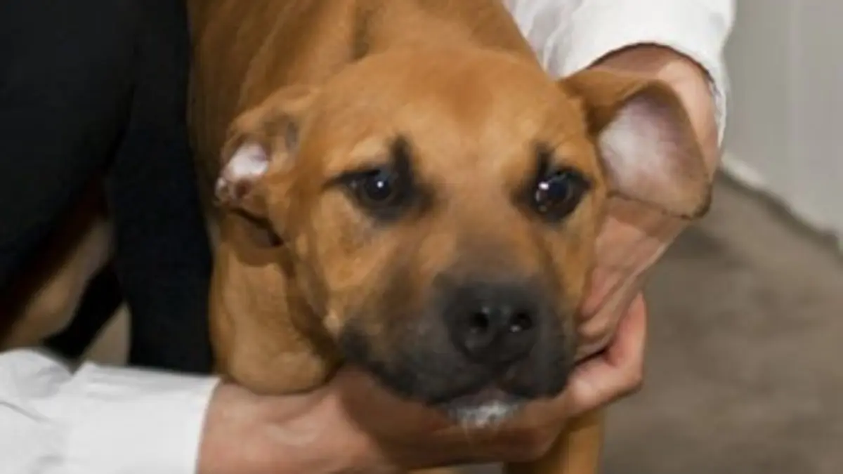 Animal Squad E14 Combat de chiens