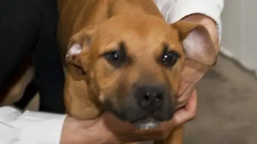 Animal Squad E11 Les chevaux d'Amersham