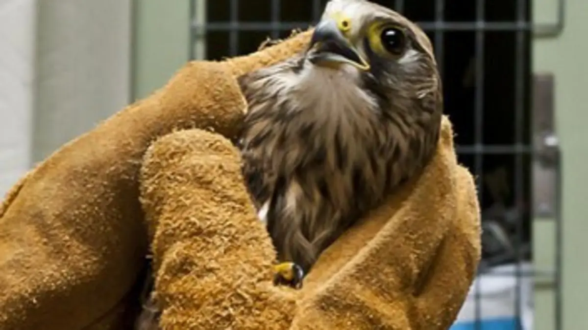 Animal Squad E18 Chat hermaphrodite