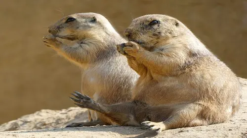 Animalement vôtre