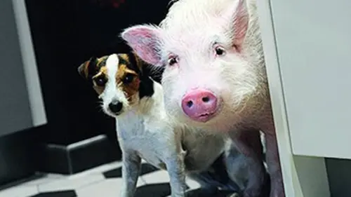 Casting Animalement vôtres