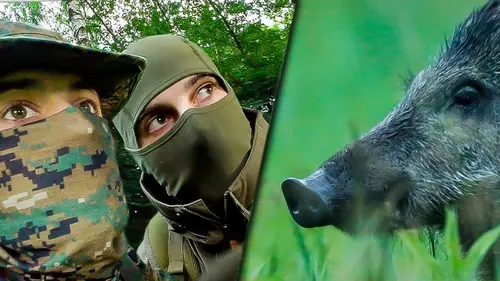 Animalis Approcher les sangliers