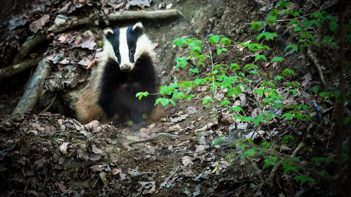 Animalis Le réveil du blaireau