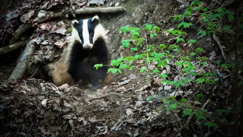 Animalis Le réveil du blaireau
