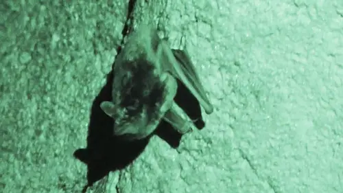 Animalis