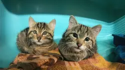 Animaux à adopter : nouvelle famille pour une nouvelle vie