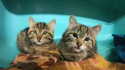 Sur CSTAR à 21h10 : Animaux à adopter : nouvelle famille pour une nouvelle vie
