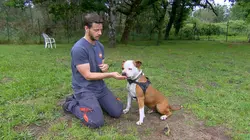 Visuel de Animaux à adopter : nouvelle famille pour une nouvelle vie