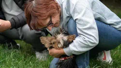 Casting Animaux à adopter : nouvelle famille pour une nouvelle vie Dragonne le chiot malamute, Cookie et Lady les 2 cochons d'Inde
