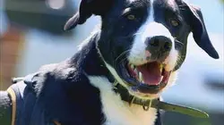 Visuel de Animaux à adopter : nouvelle famille pour une nouvelle vie