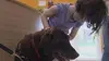 Animaux a adopter saison 2